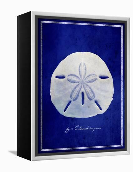 Sand Dollar-GI ArtLab-Framed Premier Image Canvas