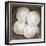 Sand Dollars - Duotone-Katano Nicole-Framed Photo