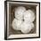 Sand Dollars - Duotone-Katano Nicole-Framed Photo