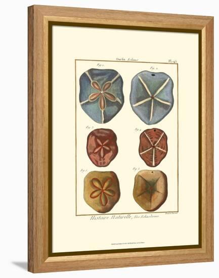 Sand Dollars I-Diderot-Framed Stretched Canvas