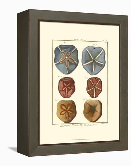 Sand Dollars I-Diderot-Framed Stretched Canvas
