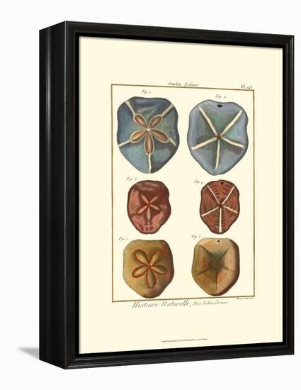 Sand Dollars I-Diderot-Framed Stretched Canvas