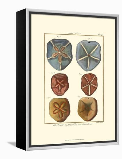 Sand Dollars I-Diderot-Framed Stretched Canvas