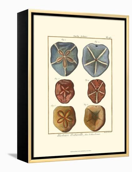 Sand Dollars I-Diderot-Framed Stretched Canvas