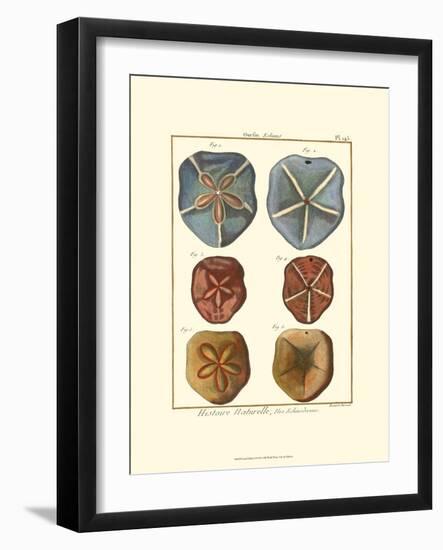 Sand Dollars I-Diderot-Framed Art Print