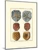 Sand Dollars I-Diderot-Mounted Art Print