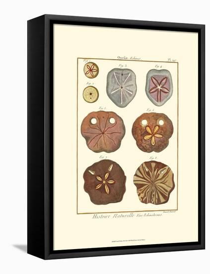 Sand Dollars II-Diderot-Framed Stretched Canvas