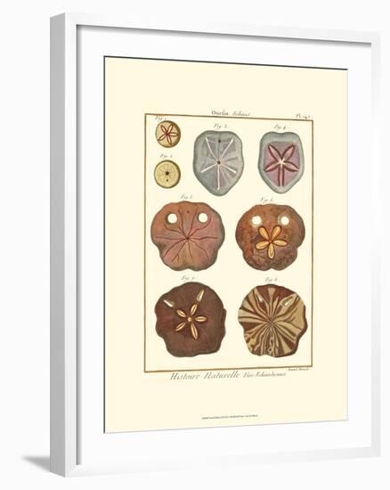 Sand Dollars II-Diderot-Framed Art Print