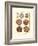 Sand Dollars II-Diderot-Framed Art Print