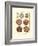 Sand Dollars II-Diderot-Framed Art Print