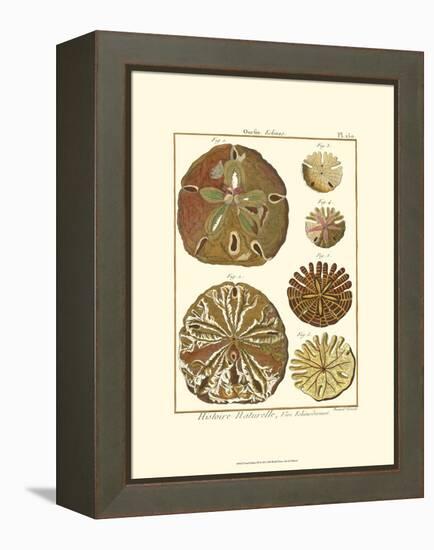 Sand Dollars III-Diderot-Framed Stretched Canvas