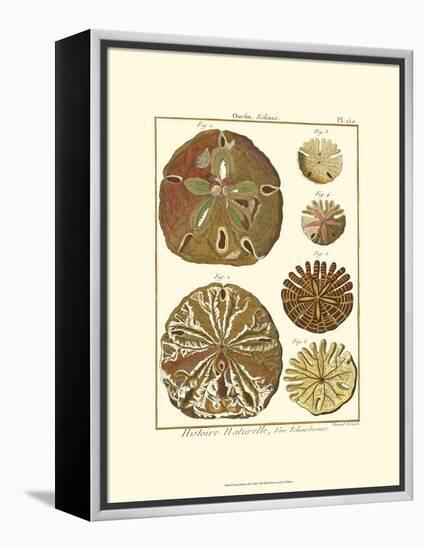 Sand Dollars III-Diderot-Framed Stretched Canvas