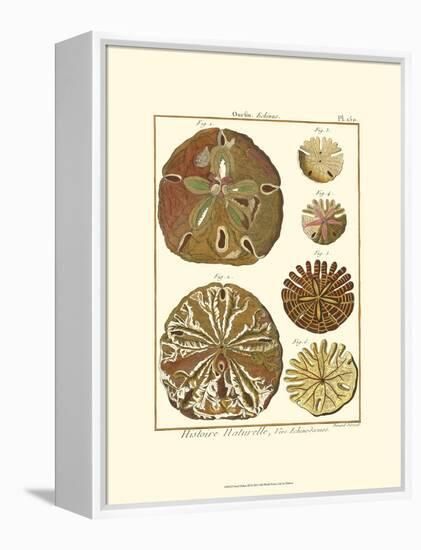 Sand Dollars III-Diderot-Framed Stretched Canvas