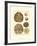 Sand Dollars III-Diderot-Framed Art Print