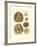 Sand Dollars III-Diderot-Framed Art Print