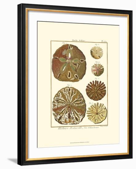 Sand Dollars III-Diderot-Framed Art Print