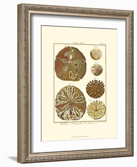 Sand Dollars III-Diderot-Framed Art Print