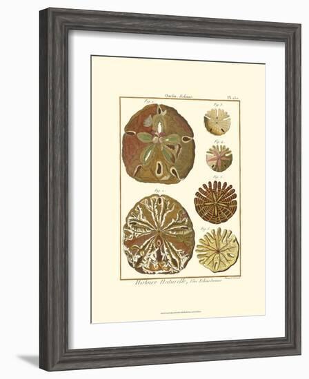 Sand Dollars III-Diderot-Framed Art Print