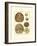 Sand Dollars III-Diderot-Framed Art Print