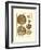 Sand Dollars III-Diderot-Framed Art Print