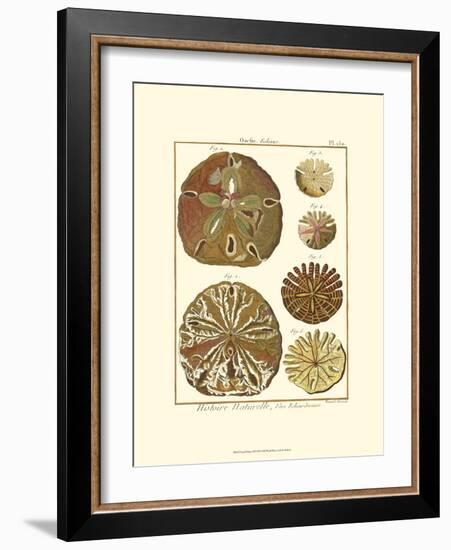 Sand Dollars III-Diderot-Framed Art Print