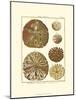 Sand Dollars III-Diderot-Mounted Art Print