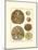 Sand Dollars III-Diderot-Mounted Art Print