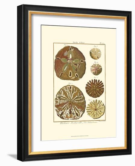 Sand Dollars III-Diderot-Framed Art Print