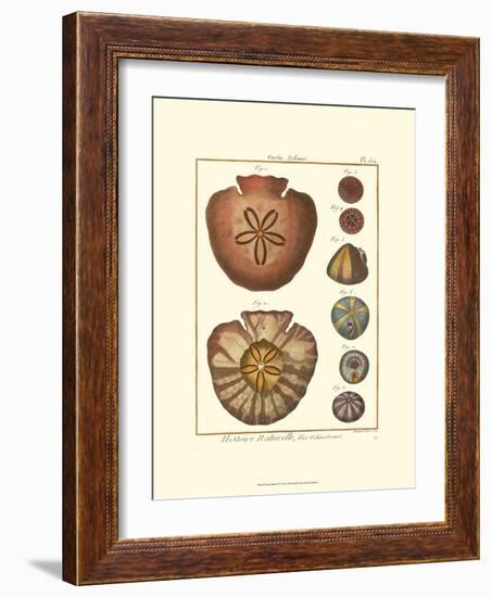 Sand Dollars IV-Diderot-Framed Art Print