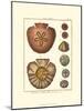 Sand Dollars IV-Diderot-Mounted Art Print