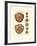 Sand Dollars IV-Diderot-Framed Art Print