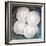 Sand Dollars-Katano Nicole-Framed Photo