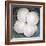 Sand Dollars-Katano Nicole-Framed Photo