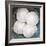 Sand Dollars-Katano Nicole-Framed Photo