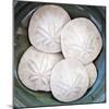 Sand Dollars-Katano Nicole-Mounted Photo