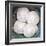 Sand Dollars-Katano Nicole-Framed Photo