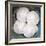 Sand Dollars-Katano Nicole-Framed Photo