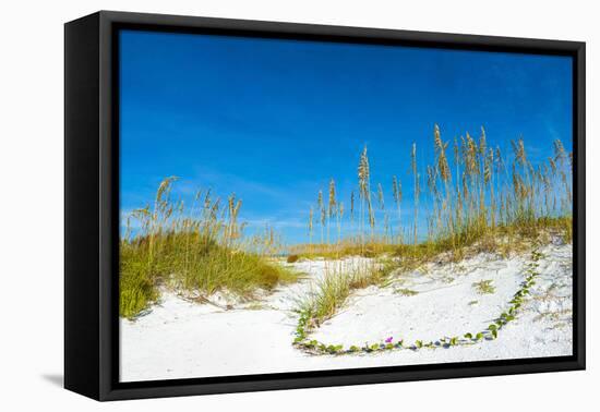 Sand Dune on the Beach, Siesta Key Beach, Siesta, Sarasota, Sarasota County, Florida, USA-null-Framed Premier Image Canvas