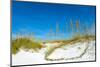 Sand Dune on the Beach, Siesta Key Beach, Siesta, Sarasota, Sarasota County, Florida, USA-null-Mounted Photographic Print