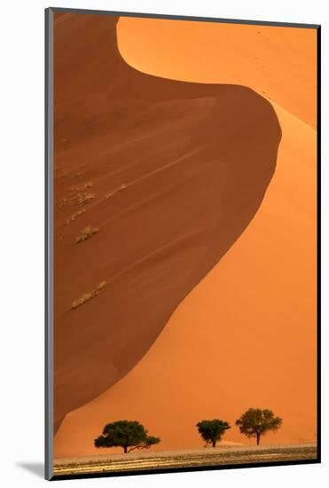 Sand dunes and acacia trees, Namibia-Eric Baccega-Mounted Photographic Print