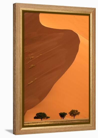 Sand dunes and acacia trees, Namibia-Eric Baccega-Framed Premier Image Canvas