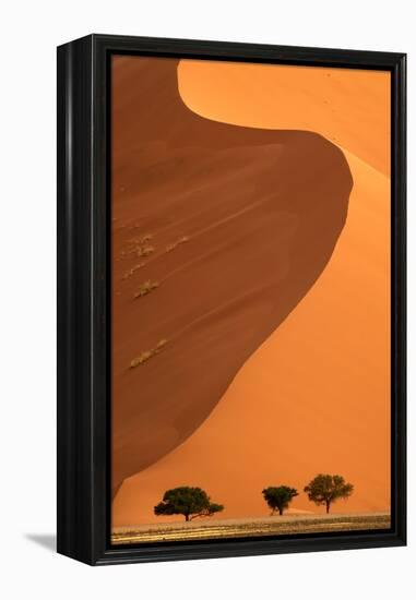 Sand dunes and acacia trees, Namibia-Eric Baccega-Framed Premier Image Canvas