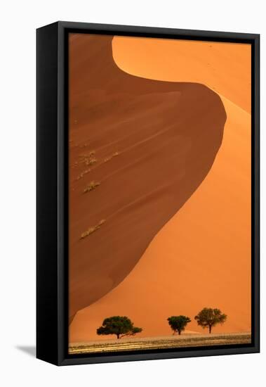 Sand dunes and acacia trees, Namibia-Eric Baccega-Framed Premier Image Canvas