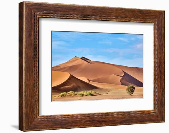 Sand dunes and acacia trees, Namibia-Eric Baccega-Framed Photographic Print