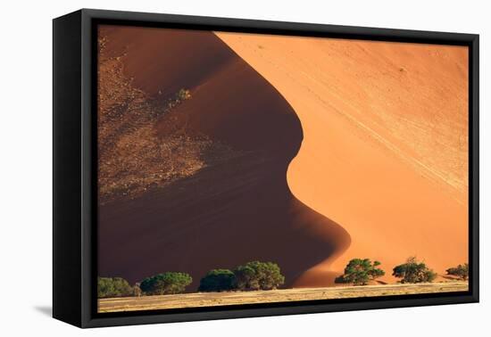 Sand dunes and acacia trees, Namibia-Eric Baccega-Framed Premier Image Canvas