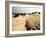 Sand Dunes and Foot Prints-Katrin Adam-Framed Photographic Print