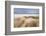 Sand dunes at Seilebost beach, Isle of Harris, Scotland, UK-Ross Hoddinott-Framed Photographic Print