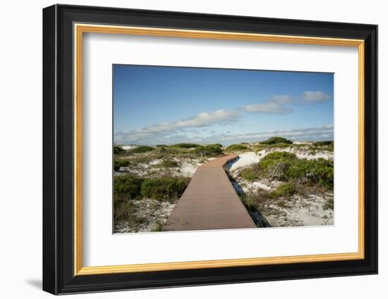 Sand Dunes Boardwalk-forestpath-Framed Photographic Print