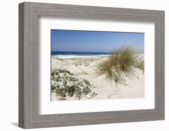 Sand Dunes, Dune Vegetation, Portuguese Atlantic Coast, Praia D'El Rey, Province Obidos, Portugal-Axel Schmies-Framed Photographic Print