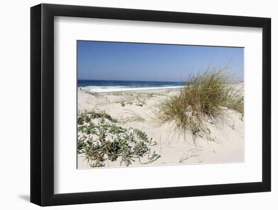 Sand Dunes, Dune Vegetation, Portuguese Atlantic Coast, Praia D'El Rey, Province Obidos, Portugal-Axel Schmies-Framed Photographic Print